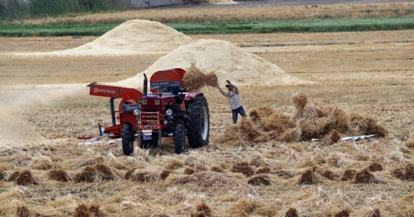 Egypt deliveries: strategic wheat reserves in the country will last for 7 months