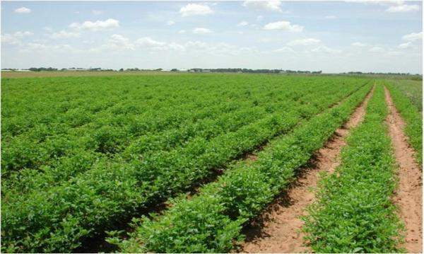 السودان فرض رسوم إضافية على الزراعة في موازنة 2019