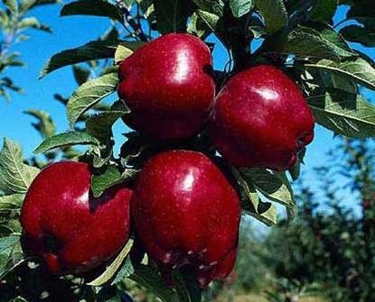 الحصار الإقتصادي على روسيا وإقفال الحدود السورية أضر بتصدير التفاح